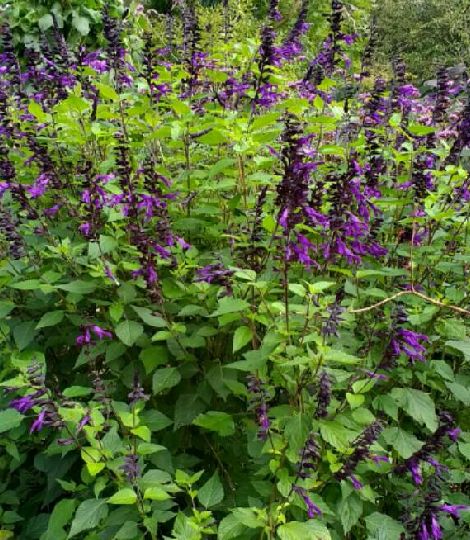 SALVIA 'Amistad' ®